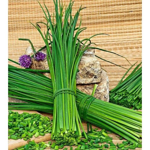 ���� ������������� ������ ���� ����� ������ �������� ������ ������