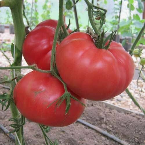 ���� ������������� ������ ������ ������� ������������� ������ ������