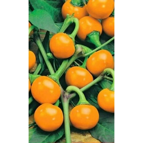 ���� ������������� ������ ����� �������� ���������� ������� ������ ������