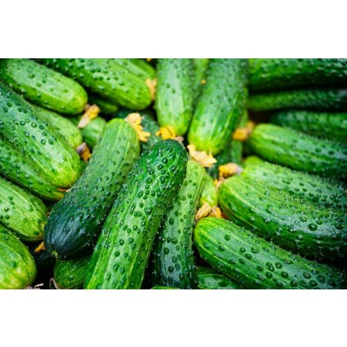 ���� ������ ��� ������� F1, ������������ ������������������ ��������, 37 ���� �� ����� ������ � ����������� ����� �����, �������� ����� �������, 6 �� ����� ������ ������