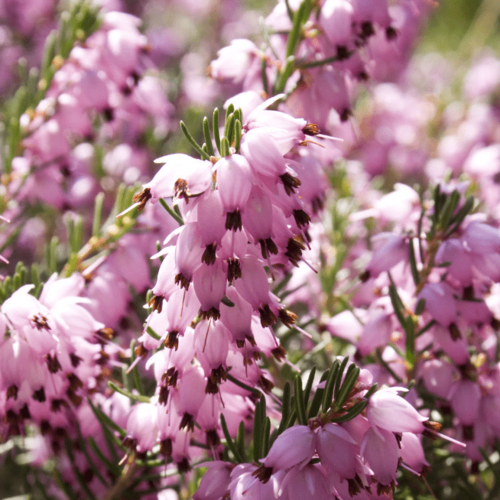 ���� ����� ���������� ������ ���� (1 ������� � ������ 15-20 ��). Szkolka roslin A.M (������) ������ ������