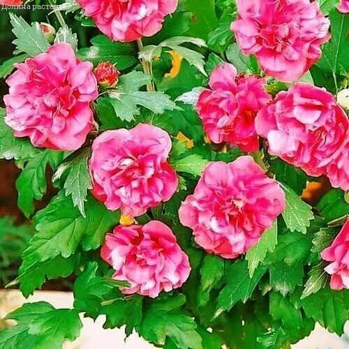 ���� �������� ��������� ��� �� ������� (Szkolka roslin A.M (������)), 1 ������� � ������ 15-20 �� ������ ������