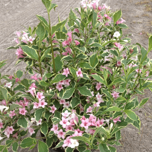 ���� ������� �������� ������� (1 ������� � ������ 15-20 ��). Belgium Plants Van. (�������) ������ ������