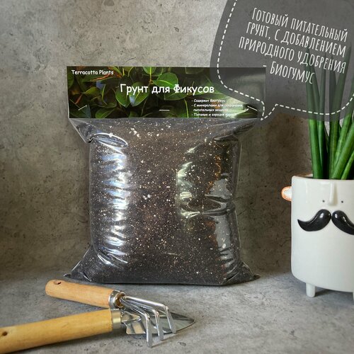 ���� ������� ����� ��� ������� � �������� �������� Terracotta Plants, 5 ������ ������ ������