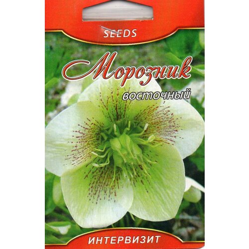    (Helleborus orientalis)   -     , -, 