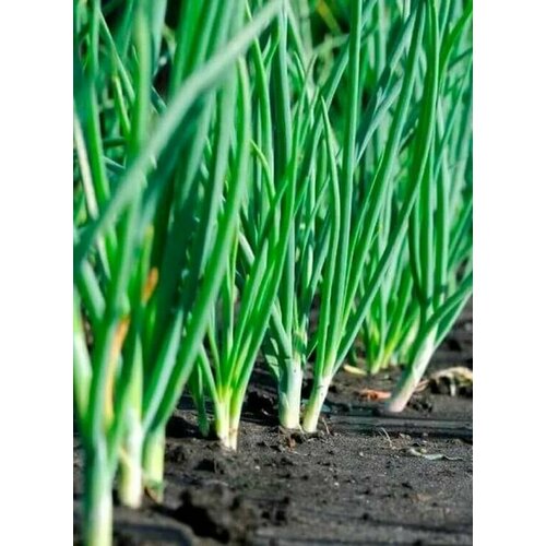 ���� ������������� ������ ���� ����� ��������� ������ ������