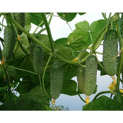 ���� ������������� ������ ������ ������ F1 ������ ������