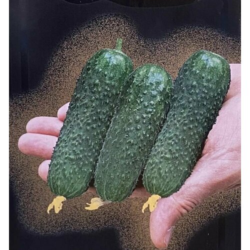 ���� ������������� ������ ������ ������ F1 ������ ������