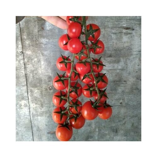 ���� ������������� ������ ������ ������� ������ ������