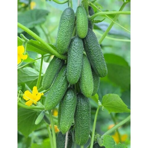 ���� ������������� ������ ������ ������ F1 ������ ������