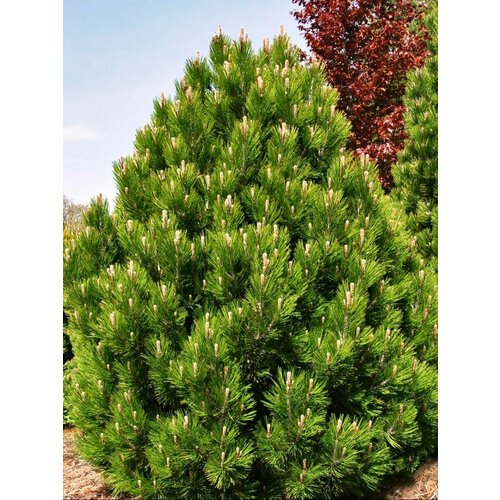     (Pinus heldreichii), 10    -     , -, 