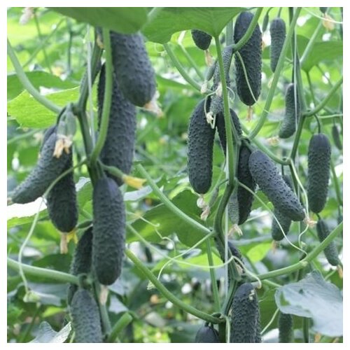 ���� ������������� ������ ������ ����� F1/ ������ ������