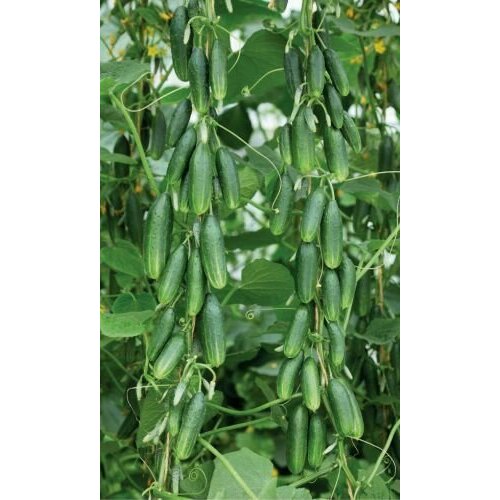 ���� ������������� ������ ������ ��� F1 ������ ������