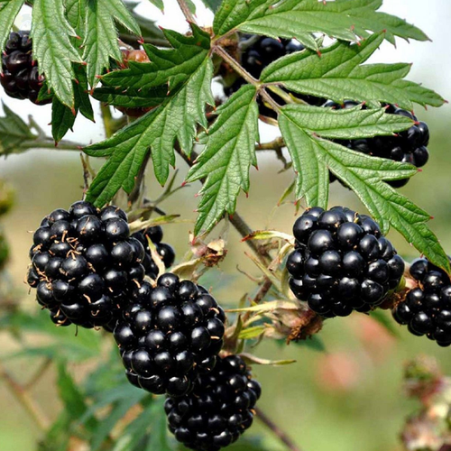 ���� ������� ��������� �������� �������� (1 ������� � ������ 15-20 ��) ������ ������