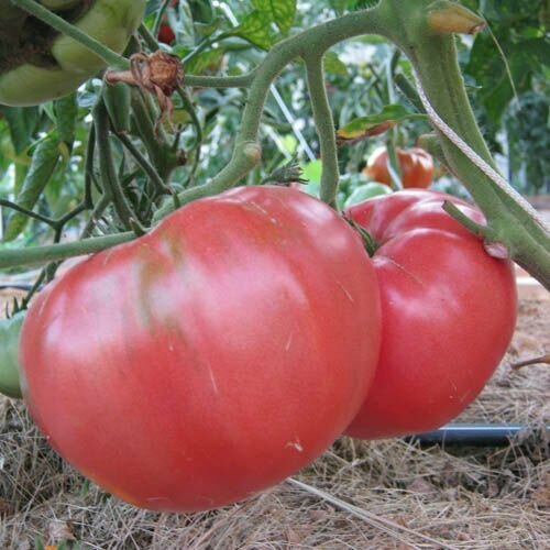 ���� ������������� ������ ������ ��������� ������� ������ ������