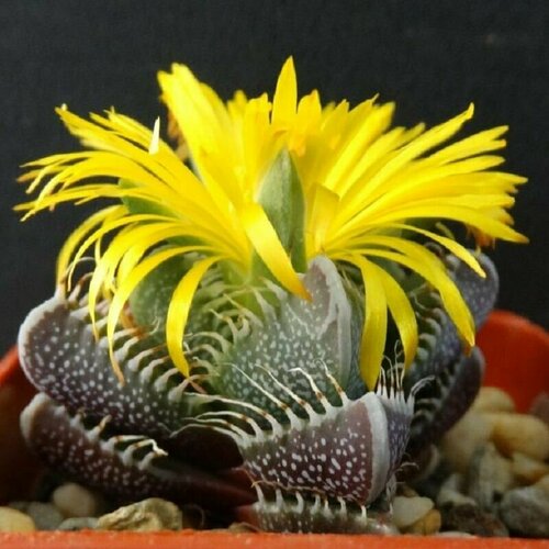 ���� �������� �������� �����, Faucaria Tigrina, ���������, ����� �����, ������ ������ ������