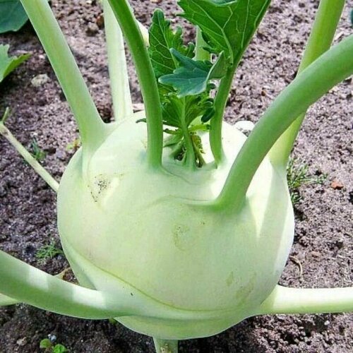 ���� ������������� ������ ������� �������� ������� ����� 1350/ ������ ������