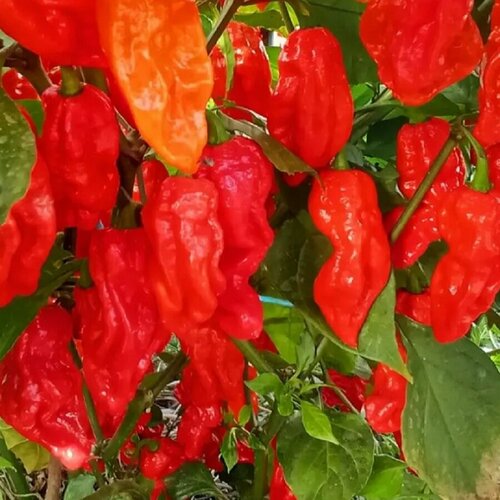 ���� ������ ������ ����� ������ Reaper dark magma 5 ��. ������ ������