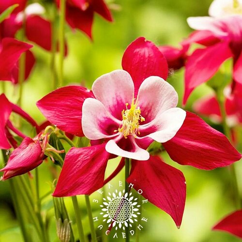     (. Aquilegia vulgaris) 25  Green Legacy   -     , -, 