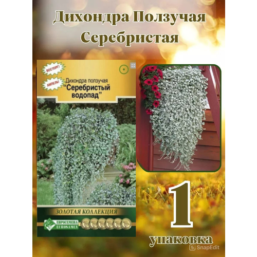 ���� �������� ����������� , ������, ���������� , 1 �������� ������ ������