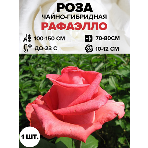 ���� ���� �������� �����-��������� 1 ��. ������ ������