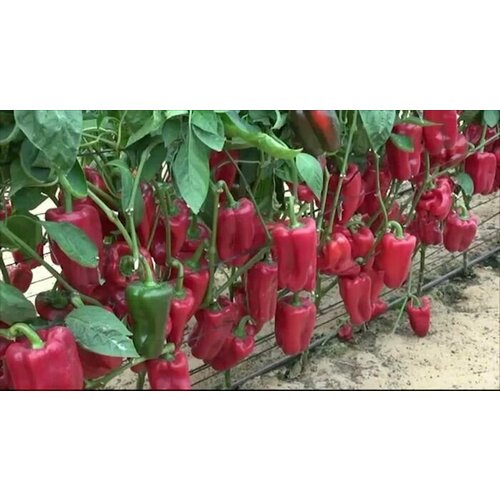 ���� ������������� ������ ����� �������� ������ F1 ������ ������