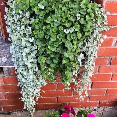 ���� ����� ����� - �������� ���� ������ 2 � 1, ����������� ������� ���������� � ���������� �����, ��� ������������� ����������, 6 �����������, 30-42 ����� ������ ������