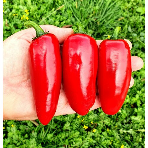 ���� ������ ����� ���� ��������� ������ (Jalapeno Mammoth) / Seeds And Goods / � �������� zip-lock ��� ���������� 10 ����� ������ ������