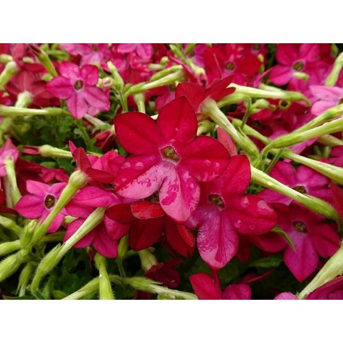 ���� ����� �������� �������� F1 ���������, ���������� �������� � �������� �������� � ������� �������� �������, 15 ����� ������ ������