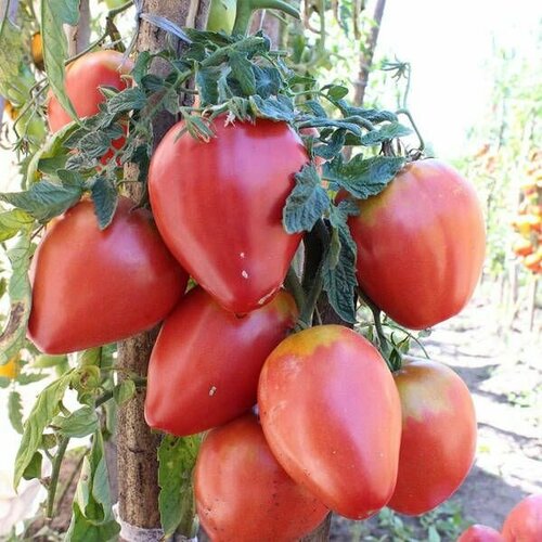 ���� ������������� ������ ������ ���� ������ ������