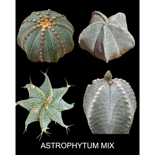 ���� ����������� MIX ����� ��� ����������� ������ ������