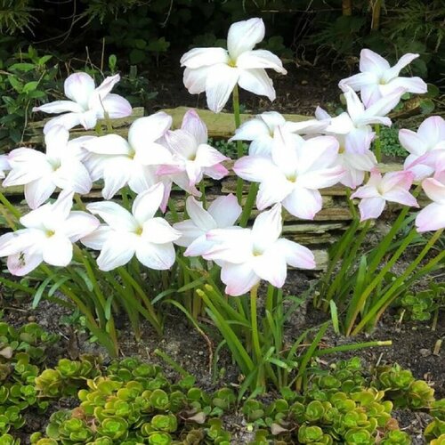   , Zephyranthes Drummondii,   