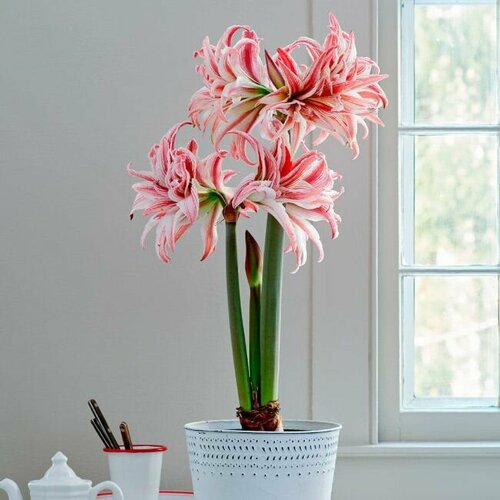 ���� ����������� ������, Hippeastrum Doublet, ������ ������ ������