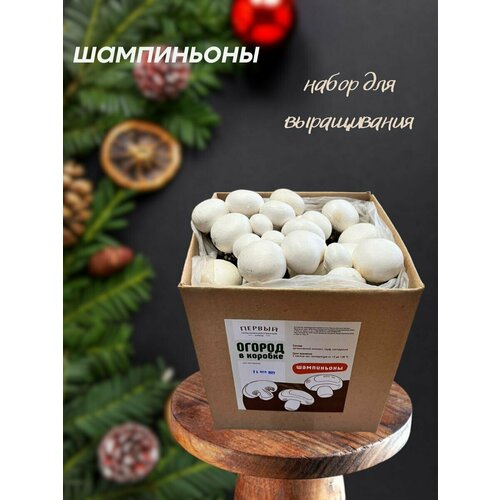 ���� ������� ����������� ������ ������