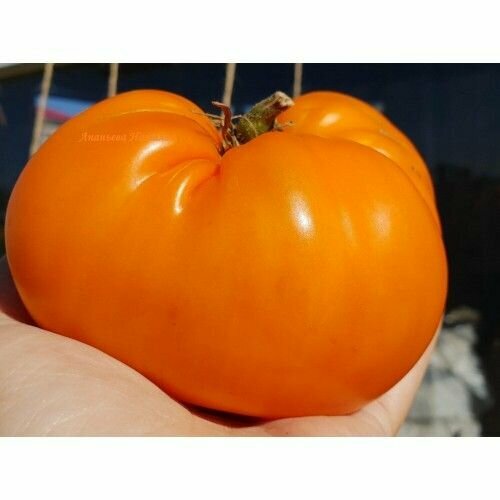 ���� ������������� ������ ������ �������� ������ ������