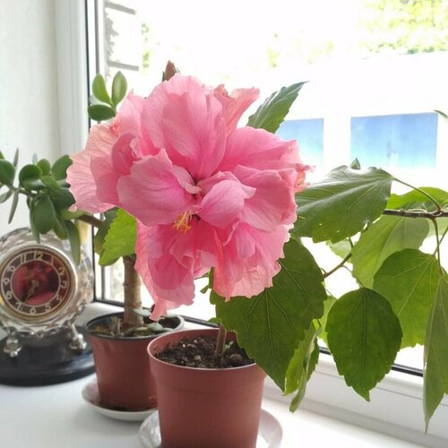 ���� �������� ����������, ����������� ����, ��������, ������ ������ ������