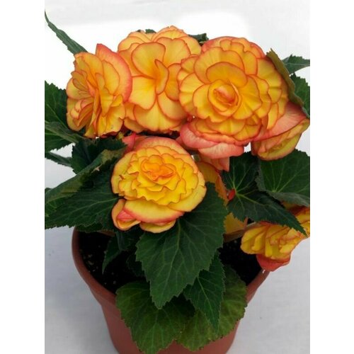 ���� ������� F1 ��������� �������� ����� ������ ������ ������ � �����������, �������������� �������� ��� ��������� ������ ������� ������� ��������, 5 ����� ������ ������