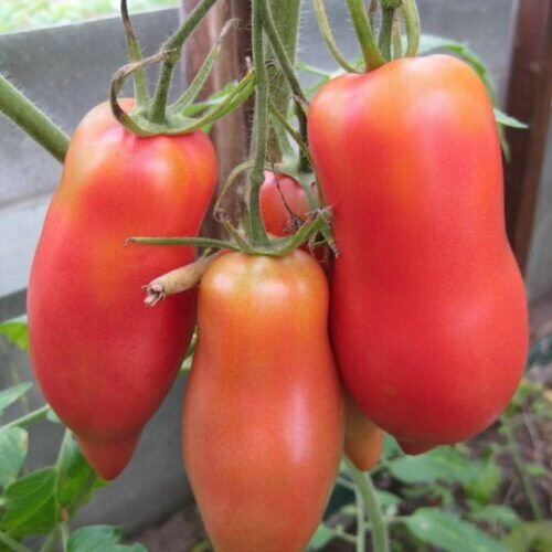 ���� ������������� ������ ������ ����������� ����������� ������ ������