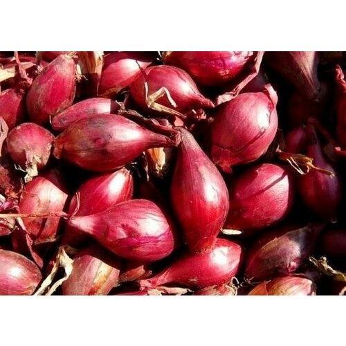 ���� ������������� ������ ���� ����� ������������ ������ ������