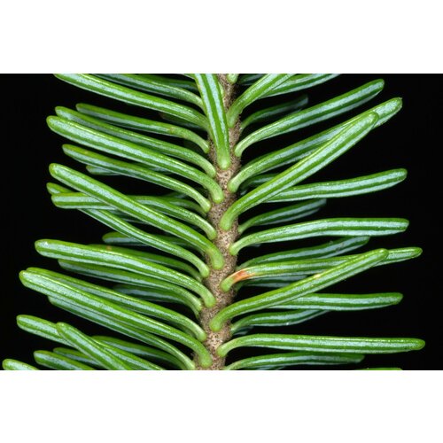     15. (Abies balsamea)   -     , -, 