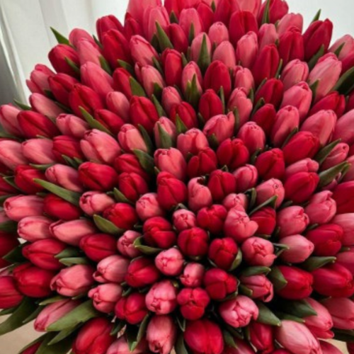 ���� �������� RED MIX (10 �������) ������ ������