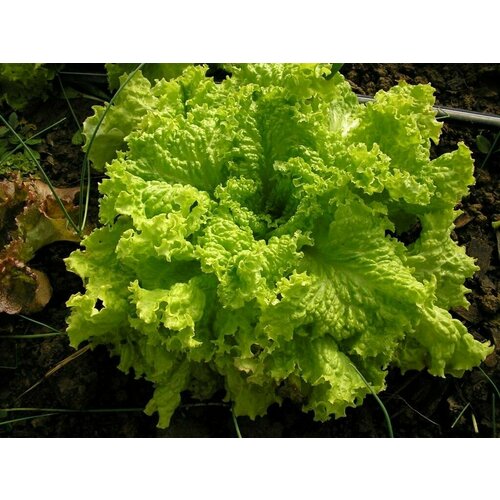 ���� ����� �����, ���������� ��������� ������ �������� ����� ���� ����� ������ � ������� ������������� ��������, 20 ����� ������ ������