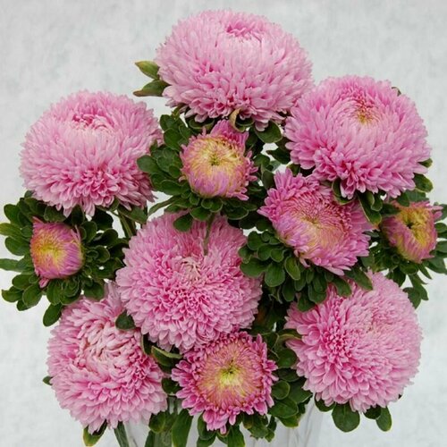 ���� ����� ������� ����-�������, �������������-������� �������� �������� �������� XXL � ������� �� 15��, 30 ����� ������ ������