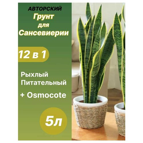 ���� ����� ��� ����������� 5 � ������� ������ ������