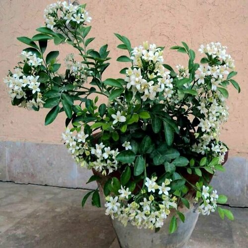 ���� �������, ������ ������ ������