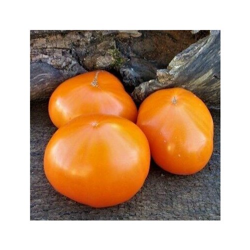 ���� ������������� ������ ������ �������� ������� ������ ������