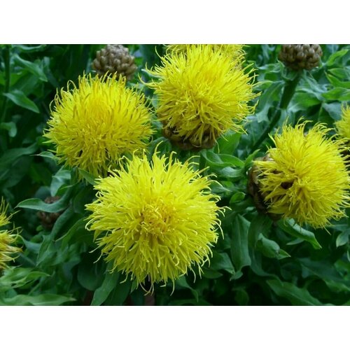 ���� ������� ����������� ������ ����, ���������-������ �������� ����������� ��������� � ��������� ��������, ����� ����� ����������� � �������, 10 �� ����� ������ ������