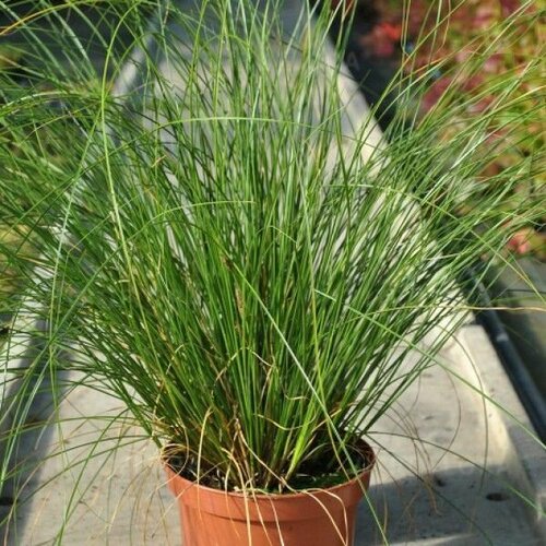 ���� ����� ����������� ������ ����, ����� ������� � ��������� �����, �� 3 ����� ������ 15-21 ��������, 3 ����� ������ ������