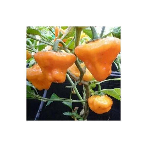     Jamaican Orange Hot, 5  +    -     , -, 