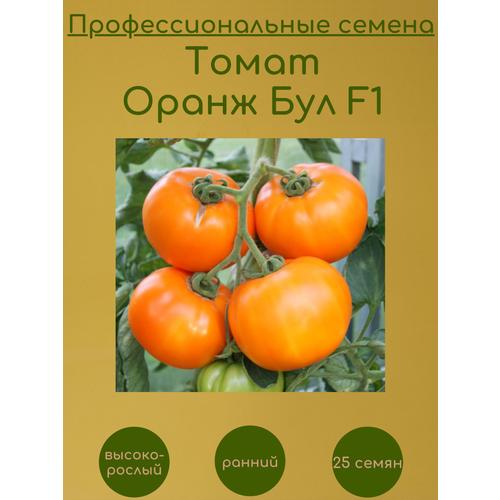     F1 25    -     , -, 